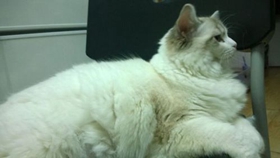 伯曼貓呼吸急促什么原因 貓咪呼吸每分鐘多少次