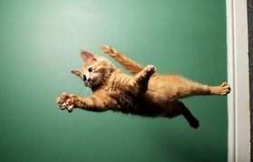 緬因貓為什么會打噴嚏 緬因貓打噴嚏原因介紹