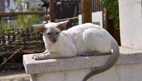 東方短毛貓生病怎么照顧 學(xué)習(xí)照顧生病的貓咪