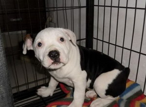 斯塔福郡斗牛梗亂吠叫怎么辦 斯塔福郡斗牛梗亂叫糾正方法