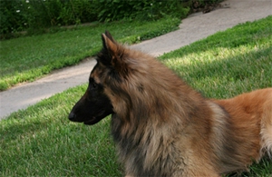 比利時特伏丹犬怎么訓練接飛盤 接飛盤訓練方法