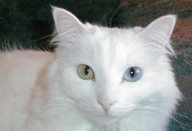 安哥拉貓失聰怎么辦 貓咪失聰原因介紹