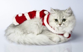 襤褸貓發(fā)燒吃什么藥 貓咪幾度算發(fā)燒