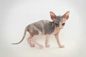 加拿大無毛貓嘔吐怎么辦 斯芬克斯貓嘔吐原因