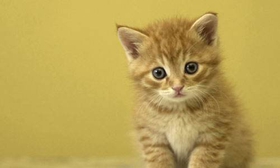 中國貍花貓總是流眼淚怎么辦 貍花貓流眼淚原因