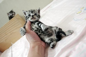 美國短毛貓身上有跳蚤怎么辦 美短自身清潔介紹