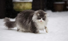 緬因貓肚子脹氣怎么辦 貓咪肚子脹氣治療方法