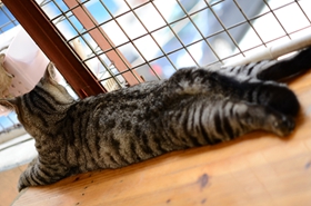 美國短毛貓怎么治療貓瘟 美短貓瘟治療方法