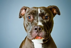 斯塔福郡斗牛梗趴下怎么訓練 斯塔福郡斗牛梗躺倒訓練流程