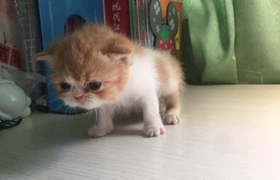 加菲貓怎么體外驅蟲 加菲貓體外驅蟲方法