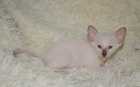 東方短毛貓尿道阻塞怎么辦 貓咪尿道堵塞解決辦法