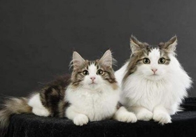 挪威森林貓幼貓感冒吃什么藥 發(fā)病原因詳解