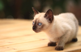 暹羅貓注射疫苗前注意什么 注射疫苗注意事項