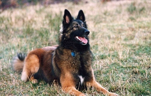 比利時特伏丹犬怎么訓練 基礎訓練技巧