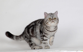 美國短毛貓口吐白沫怎么辦 貓咪嘔吐白沫解決辦法