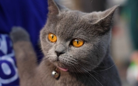 英國短毛貓生病怎么辦 英短常見疾病介紹