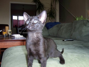 哈瓦那棕貓受傷怎么處理 哈瓦那貓受傷緊急處理方法