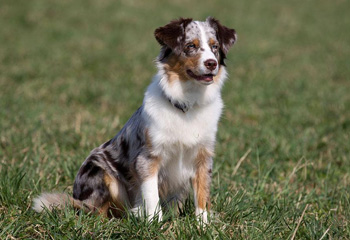澳大利亞牧羊犬