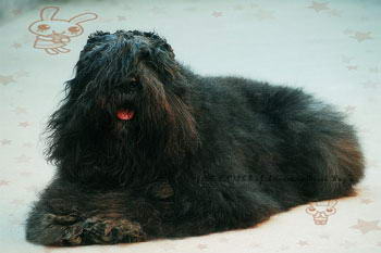 波蘭德斯布比野犬