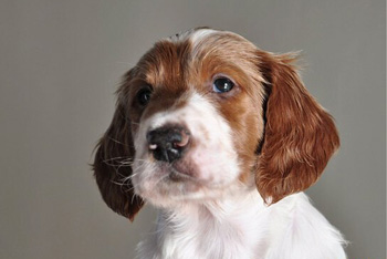 愛爾蘭紅白雪達犬