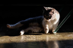 貓貓要生了有什么癥狀