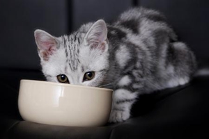 剛帶回家的小貓怎么養