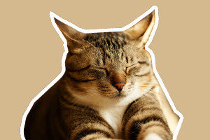 貓眼睛有眼屎怎么辦