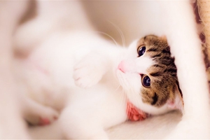 貓咪絕育后不吃不喝怎么辦