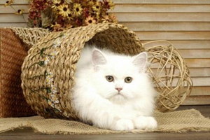 貓咪懷孕要生的癥狀