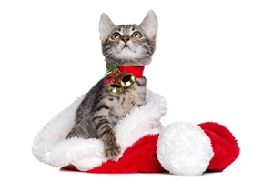 如何跟小貓咪相處