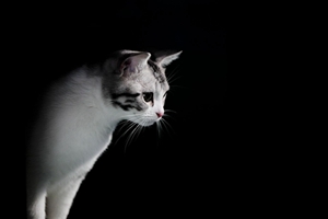 英短懷孕特征有哪些