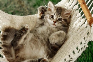 三個月貓咪吃什么最好