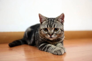 貍花貓怎么看懷孕