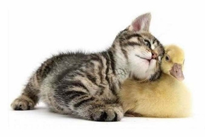 小貓帶回家注意什么