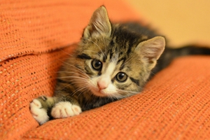 如何幫助貓咪生產