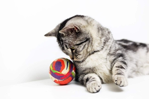 美國(guó)短毛貓要吃什么