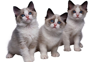 一歲布偶貓發(fā)情怎么辦