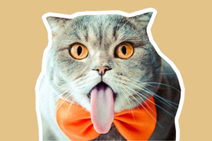 小貓吃什么吐什么怎么辦