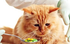 貓白血病臨床癥狀介紹