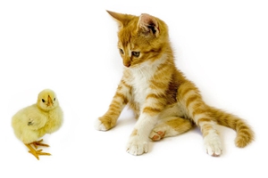 怎么樣讓小貓不叫