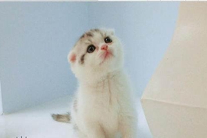 折耳貓如何飼養(yǎng)