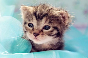 撿回來的小貓?jiān)趺刺幚?></em><p>撿回來的小貓?jiān)趺刺幚?/p><span>2024-06-22</span></a></li><li><a title=