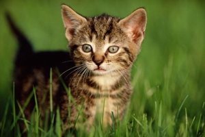 貓咪懷孕快生什么預兆