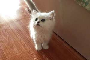 2個月的金吉拉怎么養