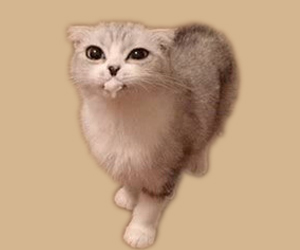 貓吐白沫怎么辦