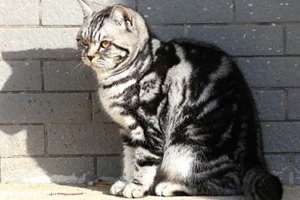 怎么養(yǎng)美短虎斑貓