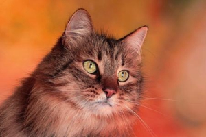 貓咪半夜一直叫為什么