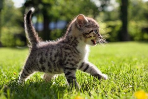 如何照顧剛出生的貓咪