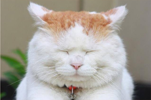 貓貓怕生怎么辦