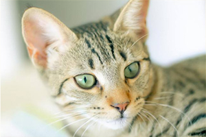 埃及貓性格怎樣